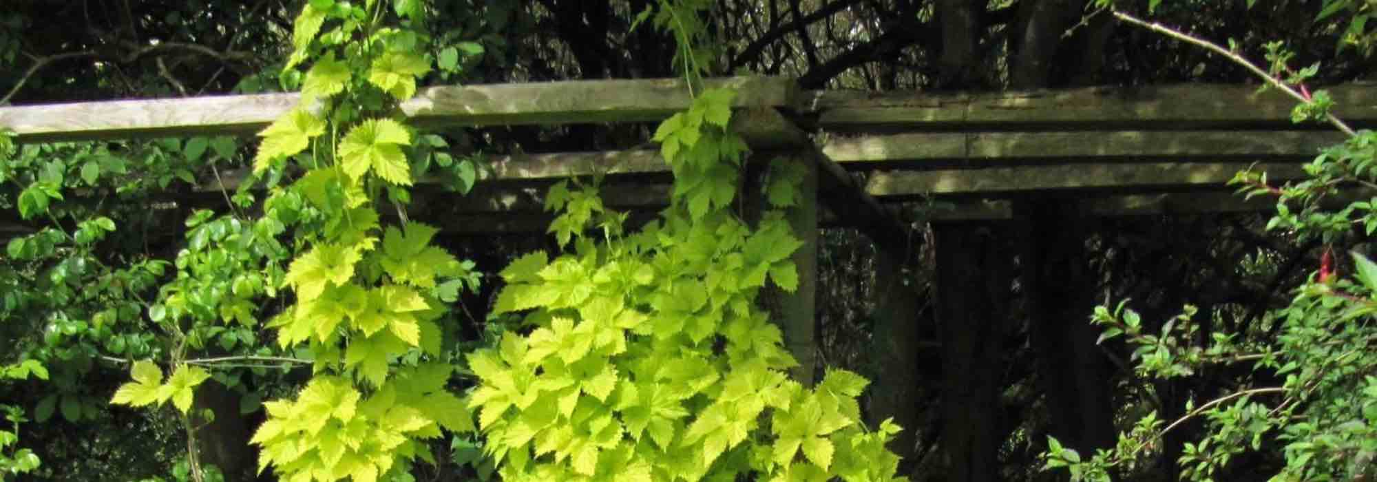 6 must-have climbing plants to enhance your pergola