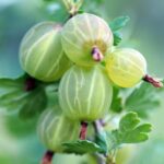 How to propagate gooseberry bushes?