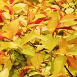 Shrubs for pots: 6 varieties with colourful foliage