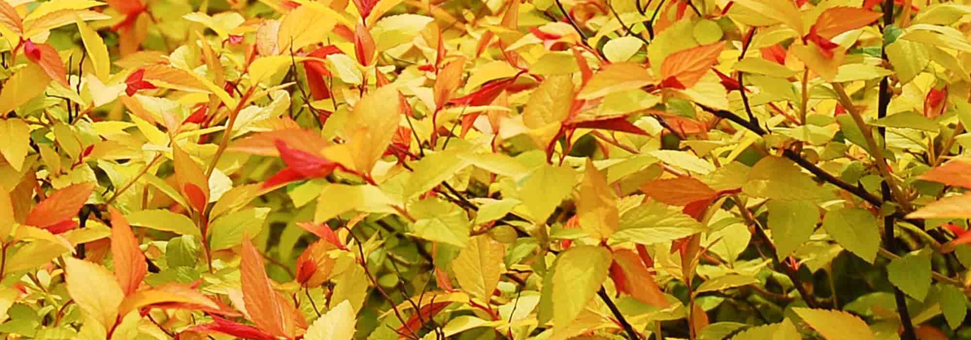 Shrubs for pots: 6 varieties with colourful foliage