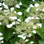 Climbing hydrangeas: our top 7