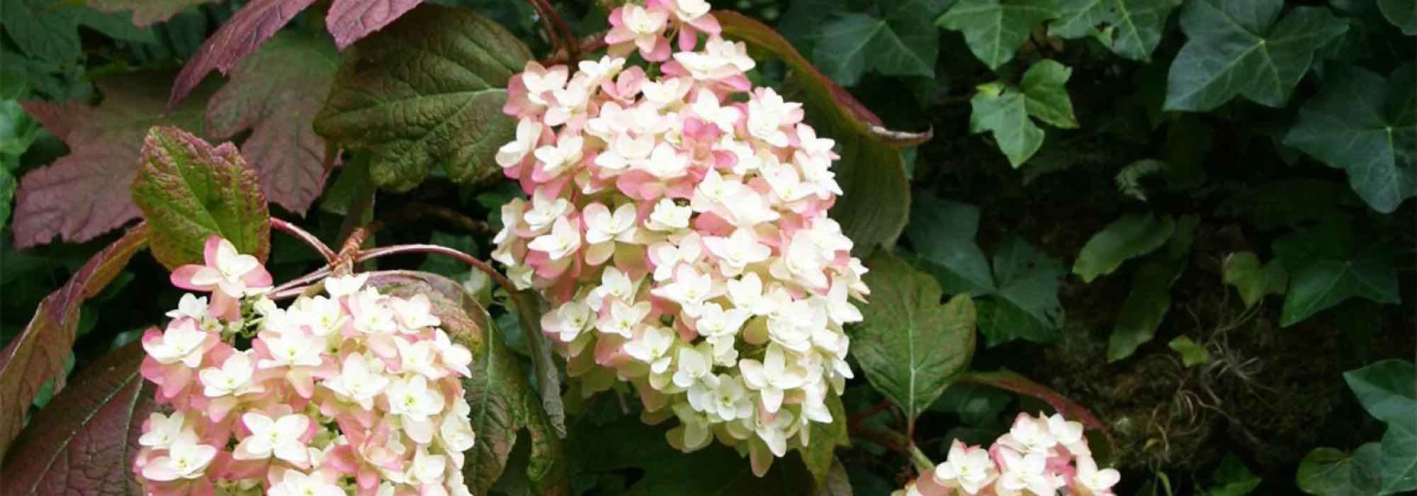 Hydrangeas in calcareous soil—it is possible!