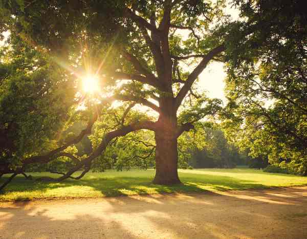 Why prioritise old trees? The unsuspected importance of ancient trees
