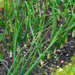 The 7 most profitable vegetables to grow in the kitchen garden