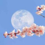 The moon, gardener's friend: fact or fiction?