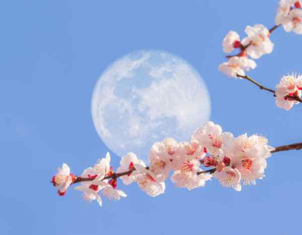 The moon, gardener's friend: fact or fiction?