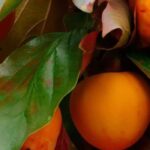 Persimmon: the best varieties