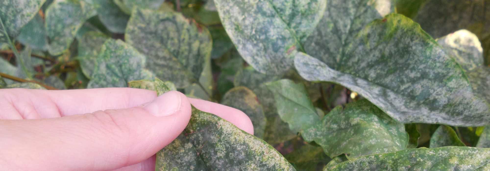 Lilac diseases and parasitic pests