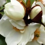 How to grow Michelia in a pot successfully?