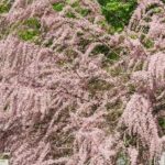 How to multiply tamarisk by propagation by cuttings?