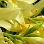 5 yellow-flowered oleanders for a bright garden
