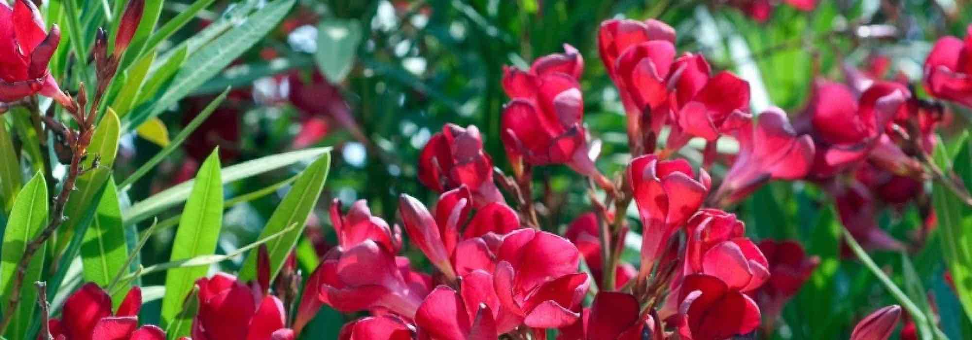 Red-flowered oleanders: the most beautiful varieties.