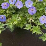 9 trailing plants ideal for your terrace and balcony hanging baskets