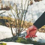Rose suckers: why and how to remove them?