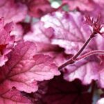 5 groundcover perennials to brighten up shady corners
