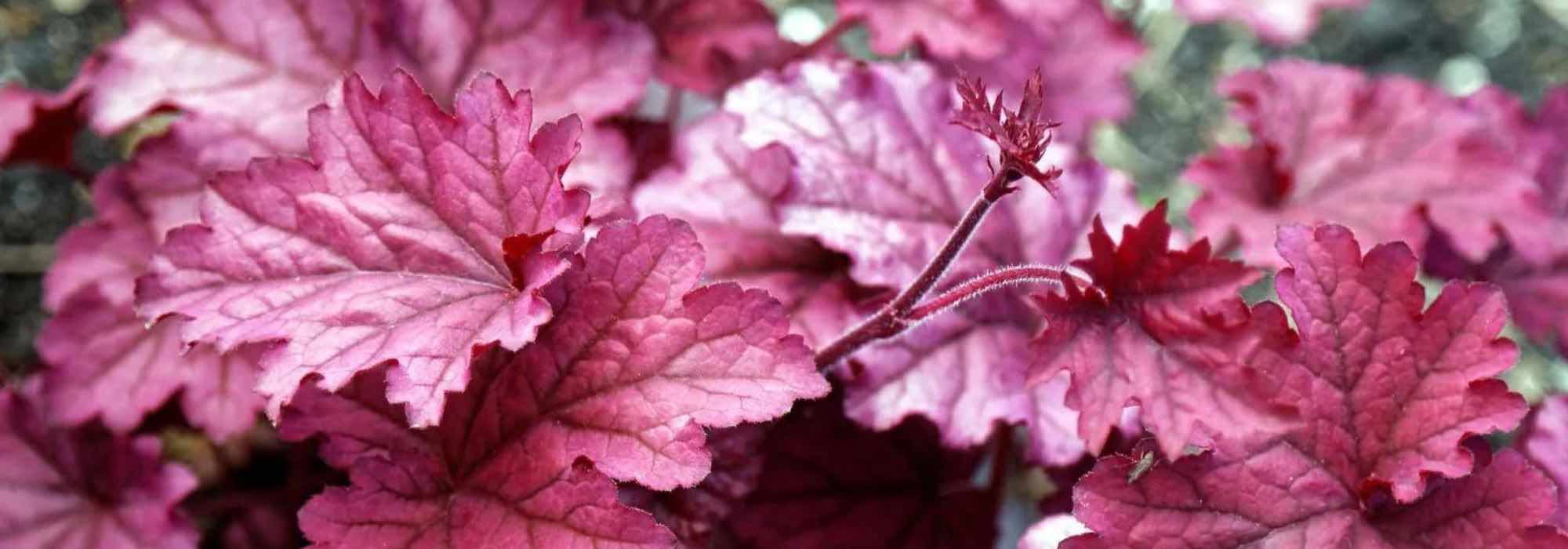 5 groundcover perennials to brighten up shady corners