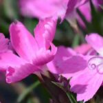 Discover 5 sun-loving groundcover perennials