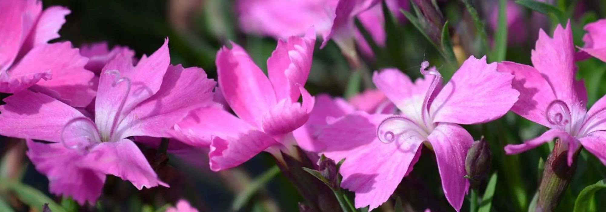 Discover 5 sun-loving groundcover perennials