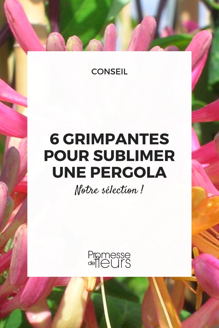 American Beauty honeysuckle