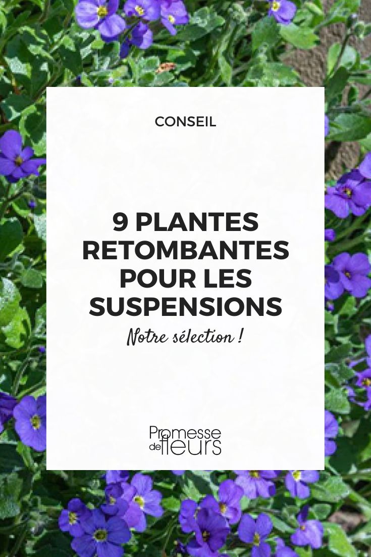 9 trailing plants ideal for your terrace and balcony hanging baskets Aubrieta Cascade Blue