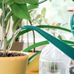 How to water your potted plants while you’re on holiday?