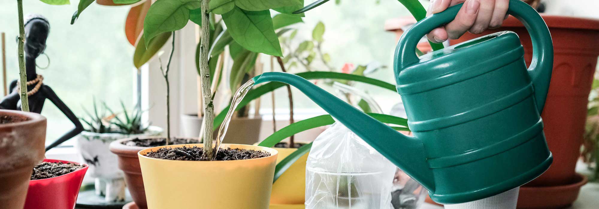 How to water your potted plants while you’re on holiday?