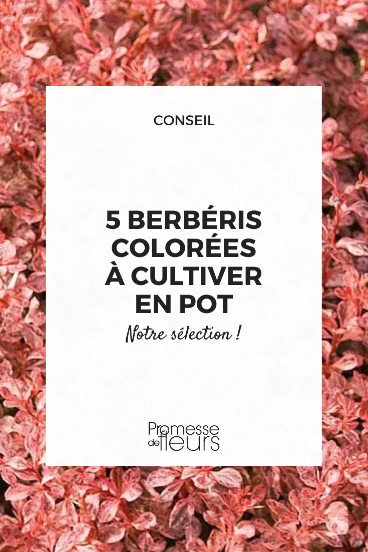 Berberis: 5 Easy and Colourful Varieties to Grow in Pots Berberis thunbergii 'Inspiration'