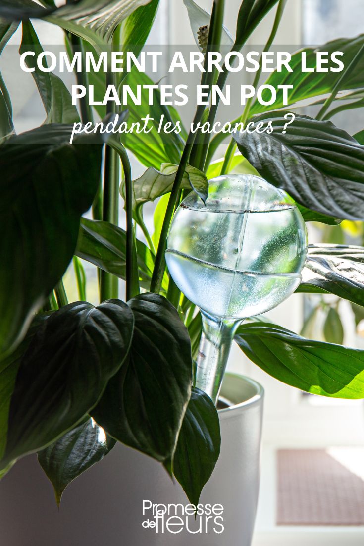 indoor plant watering bulb