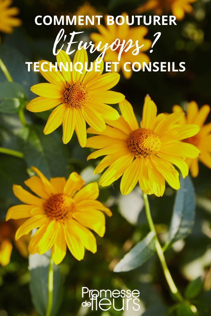 yellow flowers of Euryops