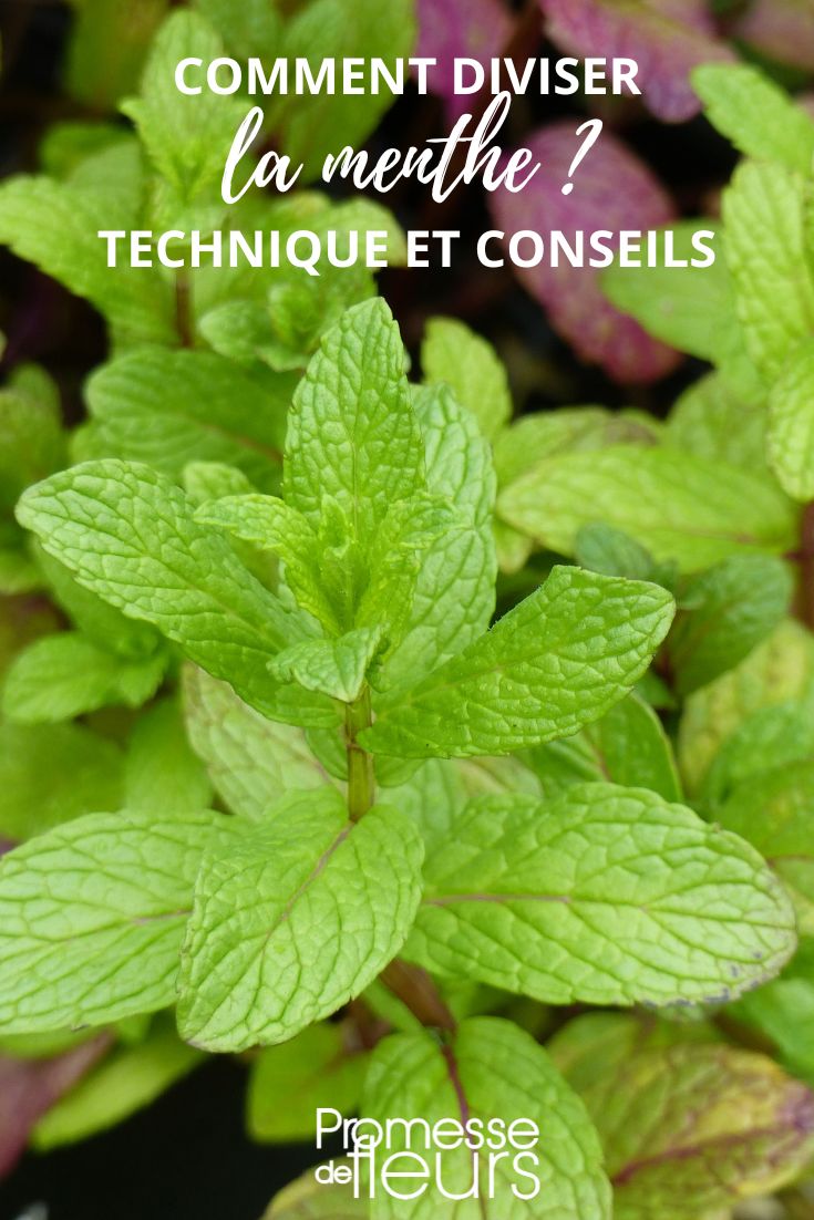 Moroccan mint