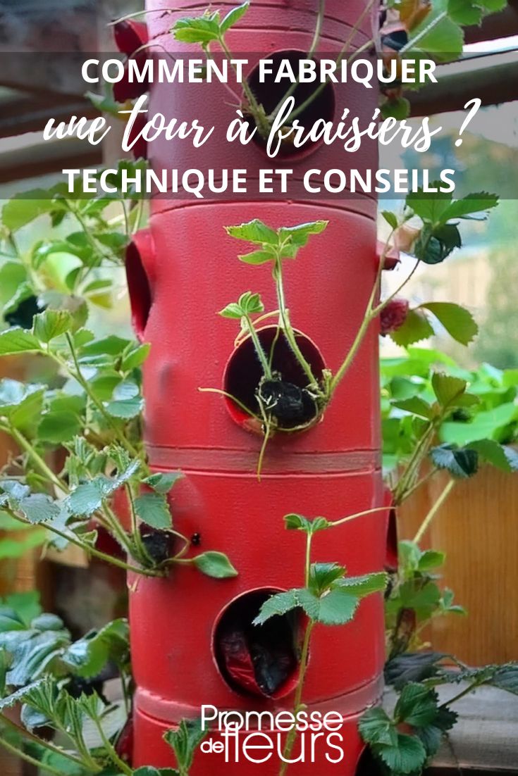 column strawberries