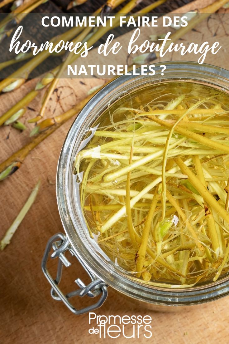 Willow water for cutting hormone