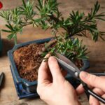How to train a bonsai step by step?
