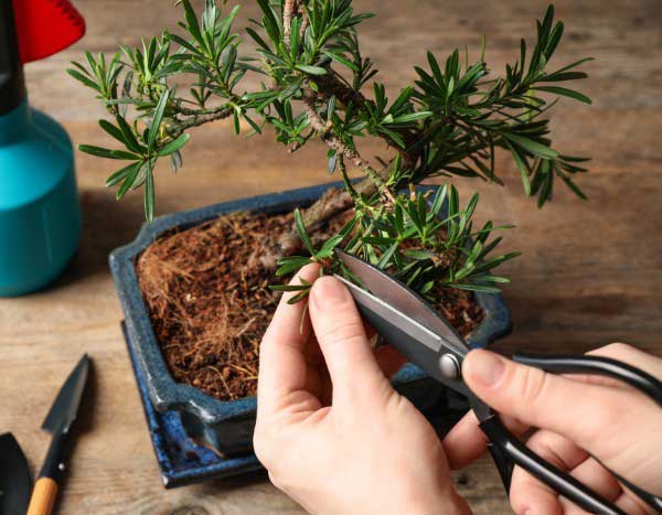 How to train a bonsai step by step?