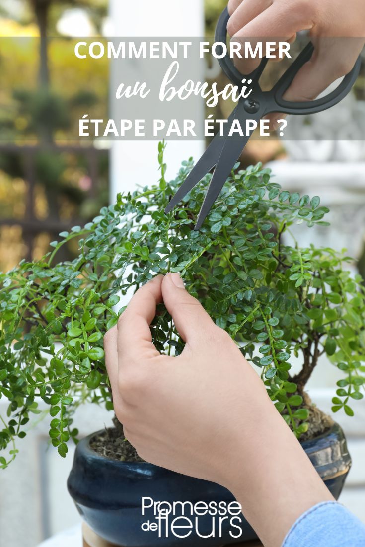 Pruning and Shaping Bonsai