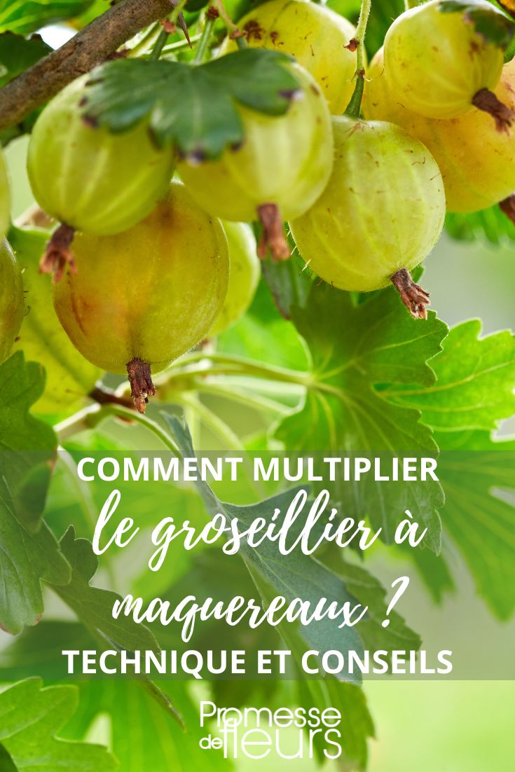 gooseberries