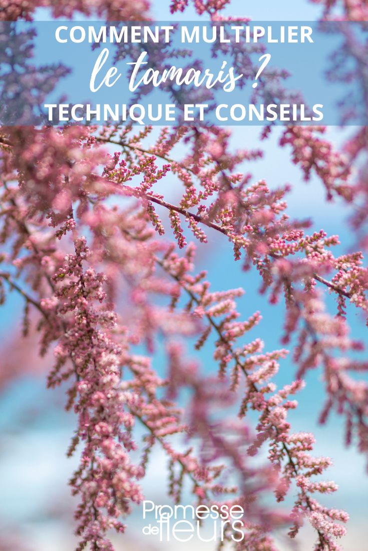 propagating tamarisk by **cuttings**