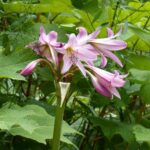 How to plant crinums?
