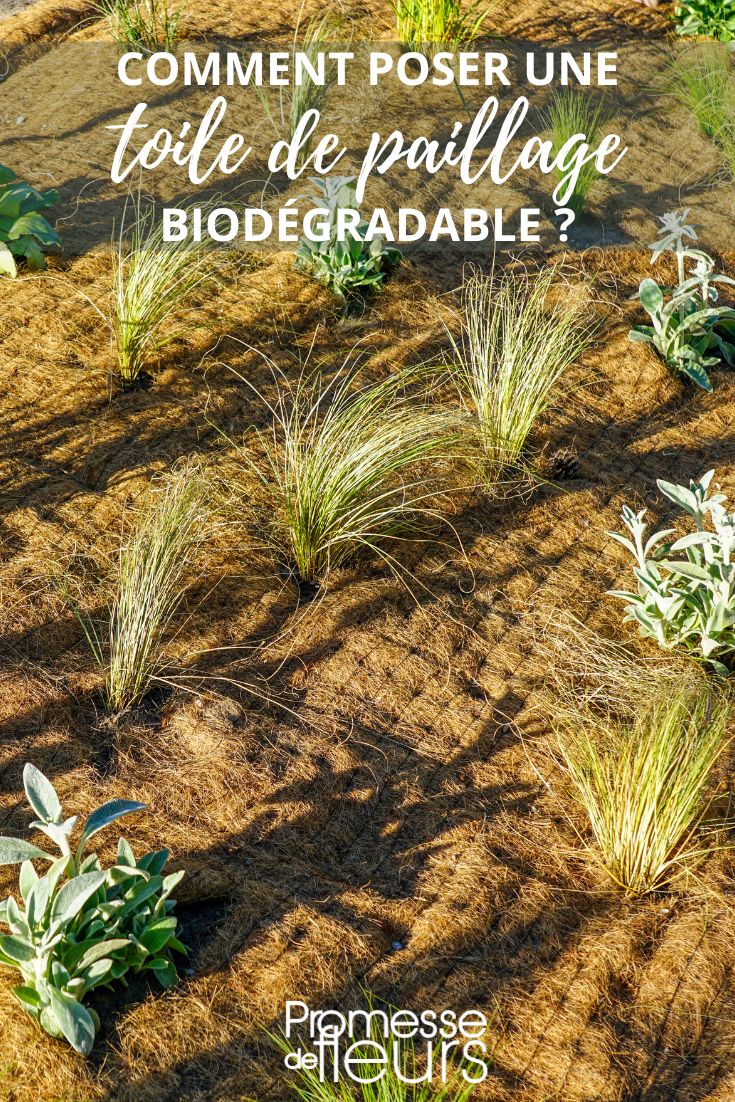 biodegradable coconut mulch