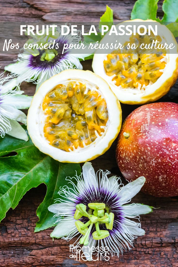 Flowers and Fruits of the Passionflower