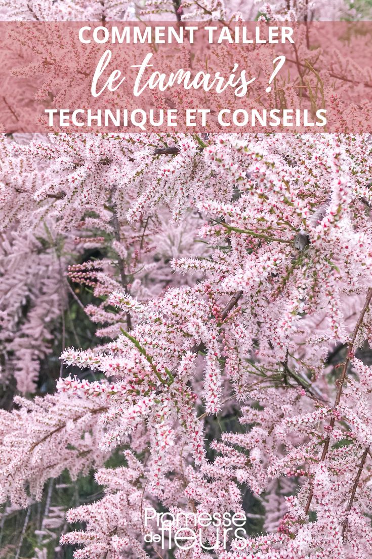 Pruning tips for tamarisk