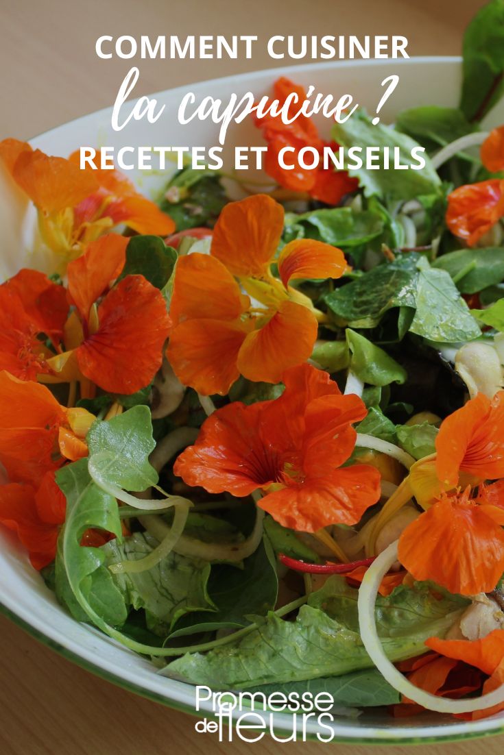 nasturtium flowers in salad