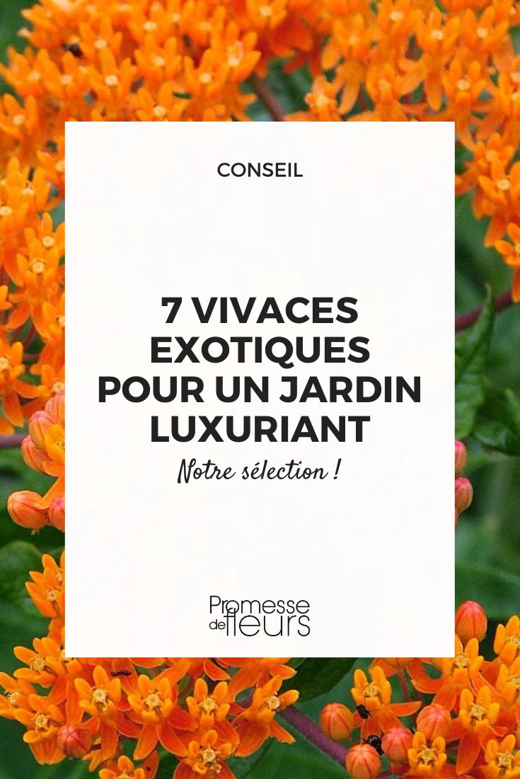 Create a lush and exotic garden with these 7 perennial plants Spike of Asclepias tuberosa