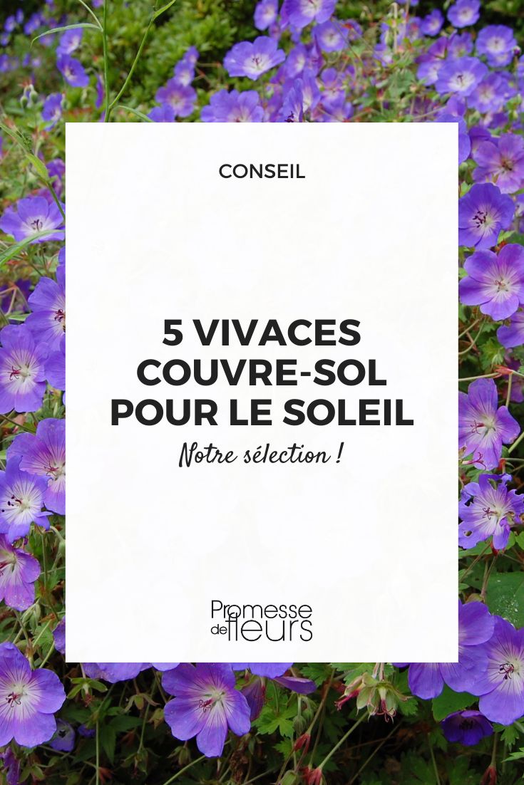 perennial geranium rozanne