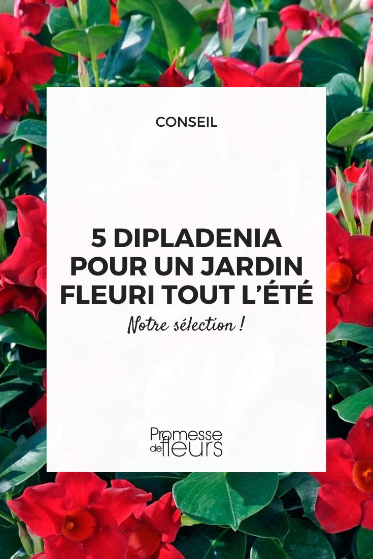 Dipladenia: our reliable flowers for a blooming garden all summer long Dipladenia Jade Scarlet