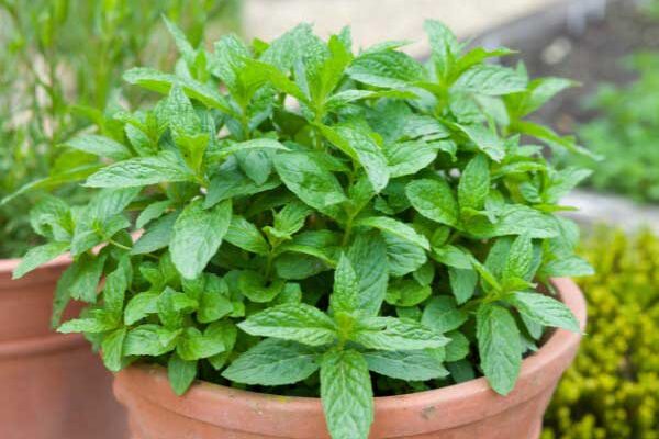 How to divide mint easily?