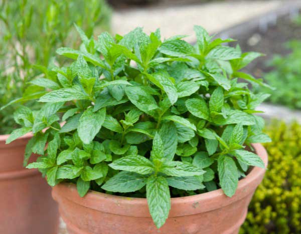 How to divide mint easily?