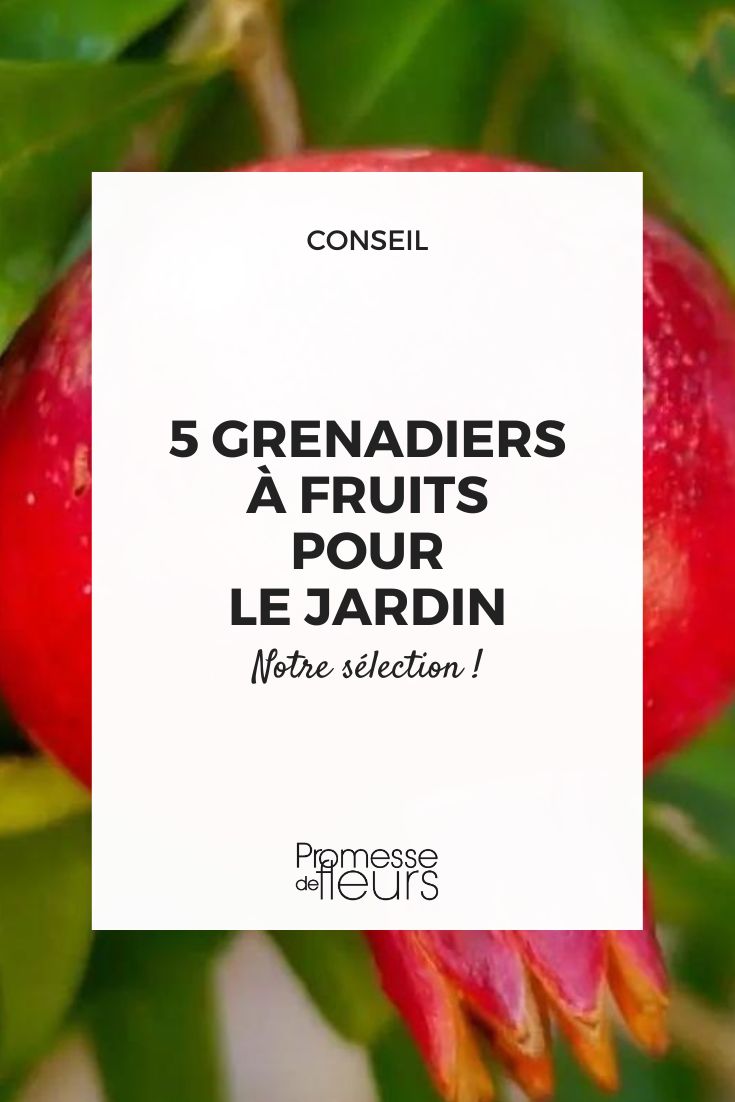 Fruit-bearing Pomegranate: The Best Varieties pomegranates