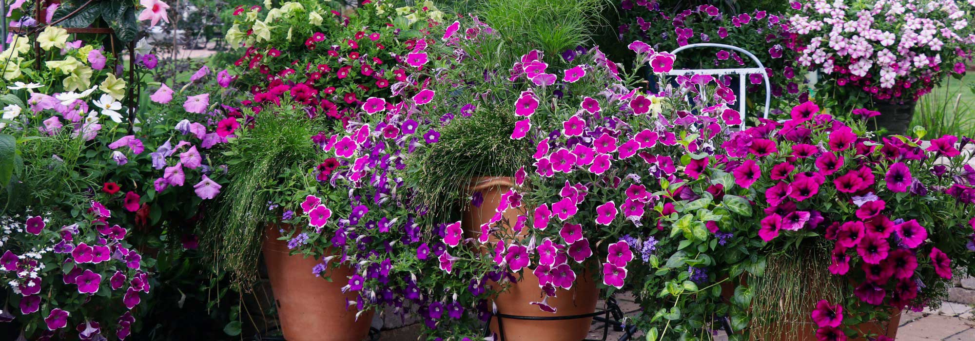 How to winter non-hardy perennials?