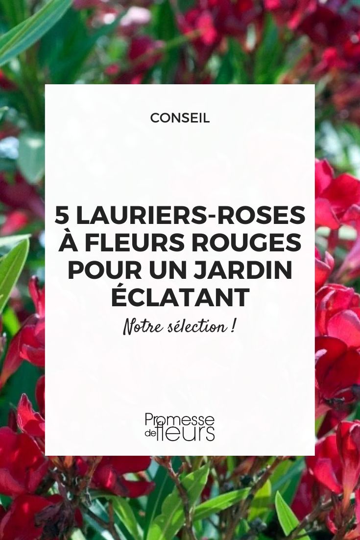 Red Flowering Oleanders: The Most Beautiful Varieties Red Oleander - Nerium oleander 'Single Red'